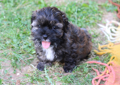 Havaneser Welpe Arthos