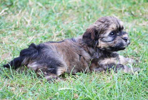 Havaneser Welpe Alvin