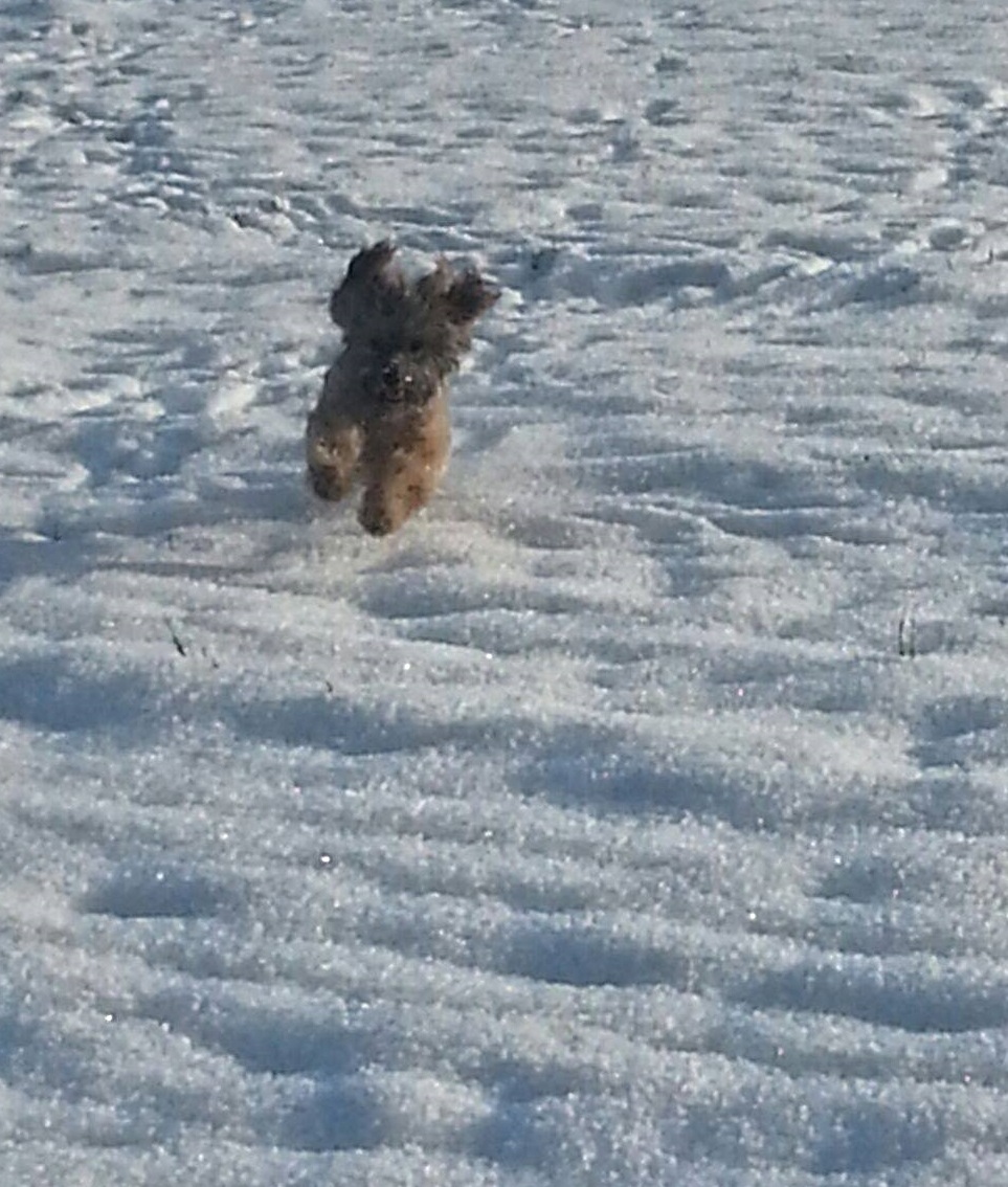 Alwin im Schnee