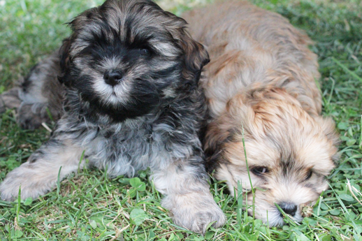 Havaneser Welpen Aris und Arny