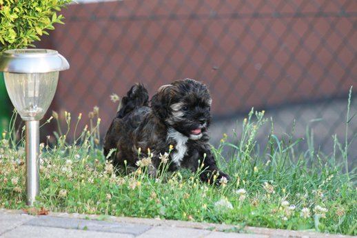 Havaneser Welpe Aramis