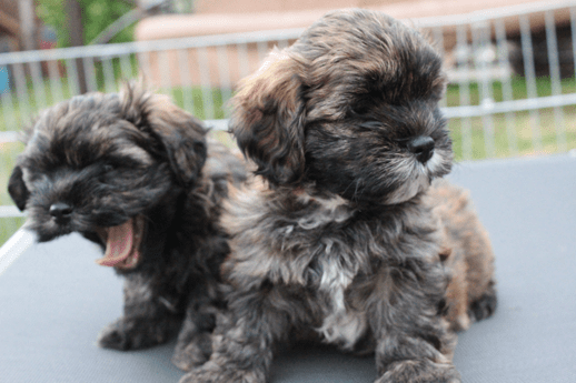 Havaneser Welpen Arthos und Aramis