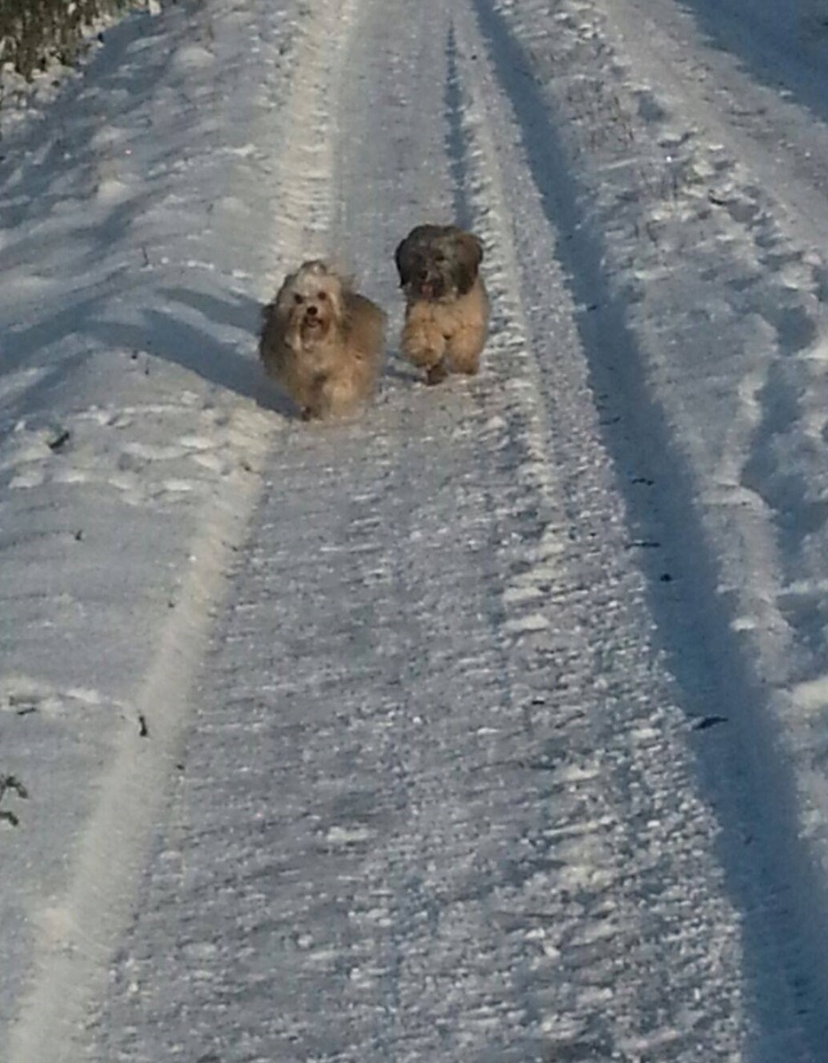 Arya und Alwin im Schnee