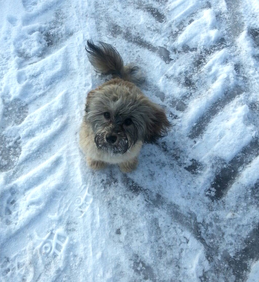 Bello/Alwin im Schnee