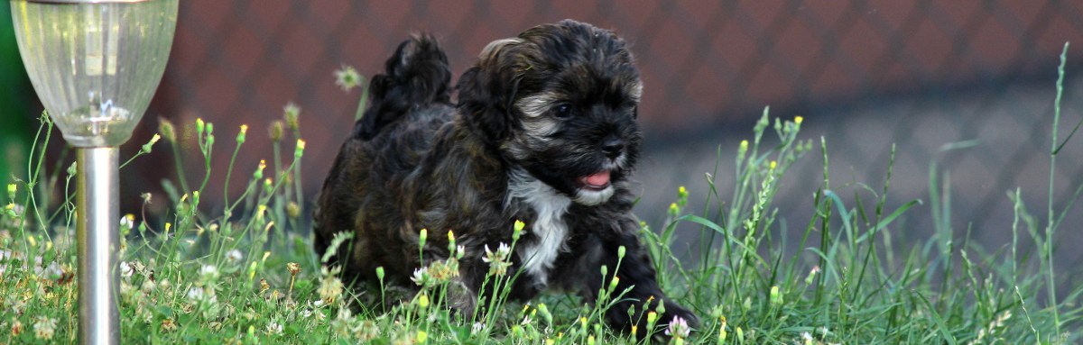 Havaneser der Neckartaler Struwwelbande