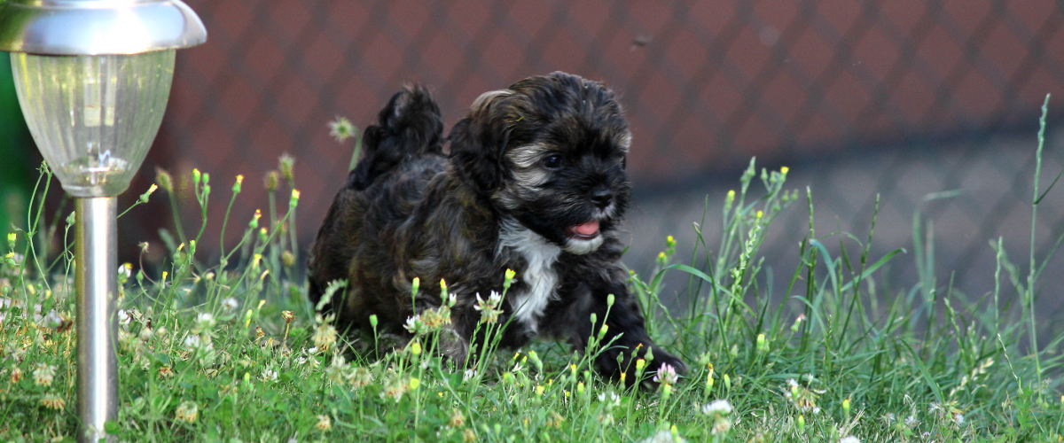 Havaneser der Neckartaler Struwwelbande