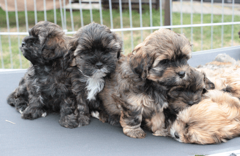 Neckartaler Struwwelbande