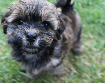 Havaneser Welpe Alvin