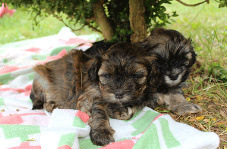 Havaneser Welpen im Garten