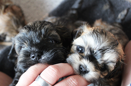 Havaneser Welpen zahnen