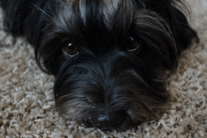 Havaneser Hündin Nala