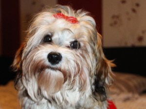 Arya von der Neckartaler Struwwelbande