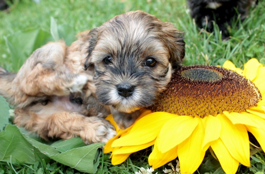 Benji von der Neckartaler Struwwelbande