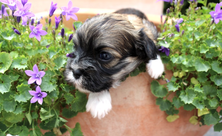 Neckartaler Struwwelbande