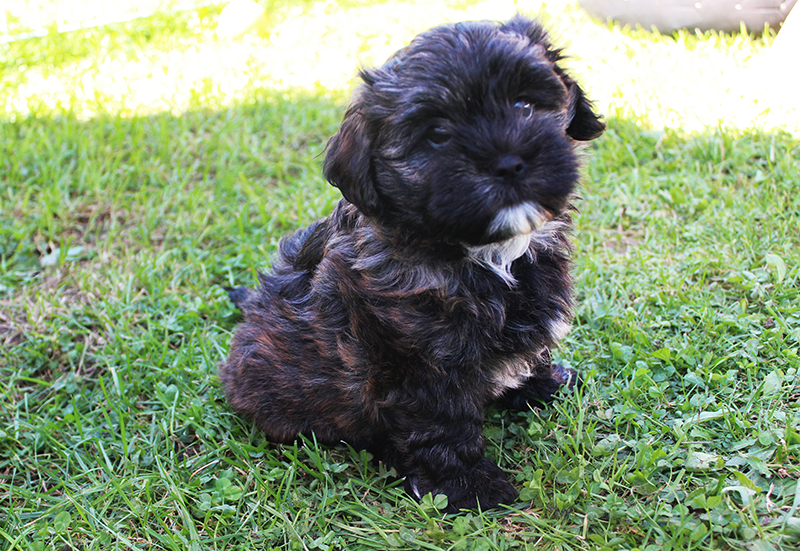 Havaneser Welpe Barney