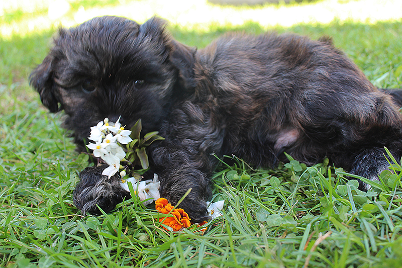 Havaneser Welpe Barney