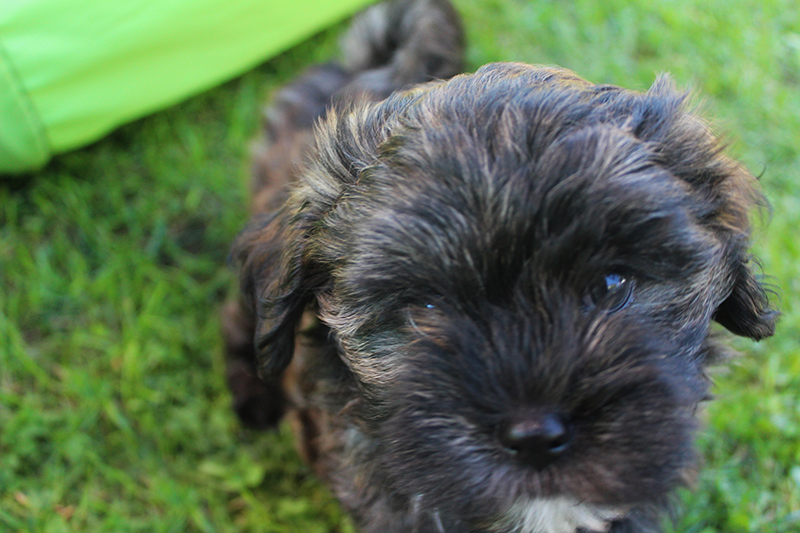 Havaneser Welpe Barney