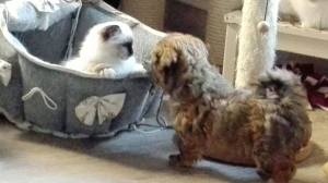 Buffy und ihre Spielkameraden