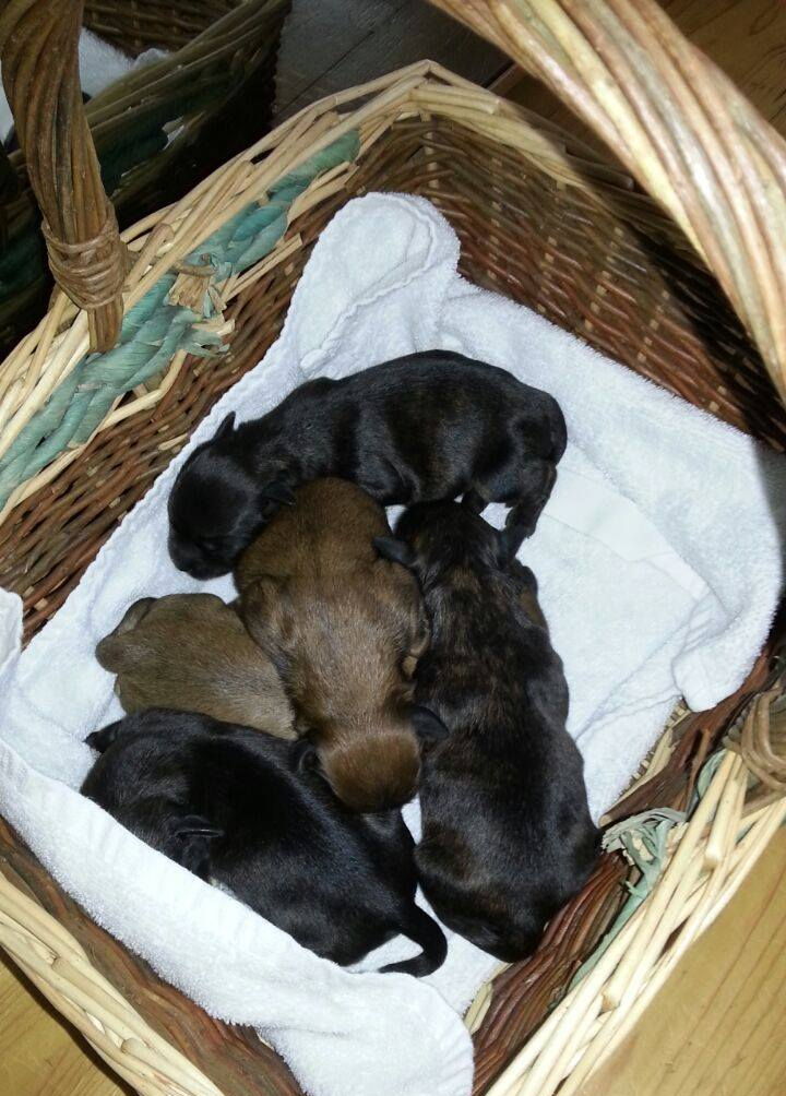 Welpen aus C Wurf 29-06-17