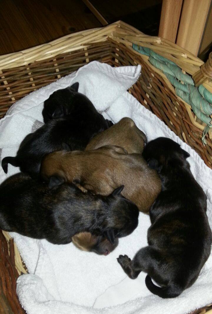 Welpen aus C Wurf 29-06