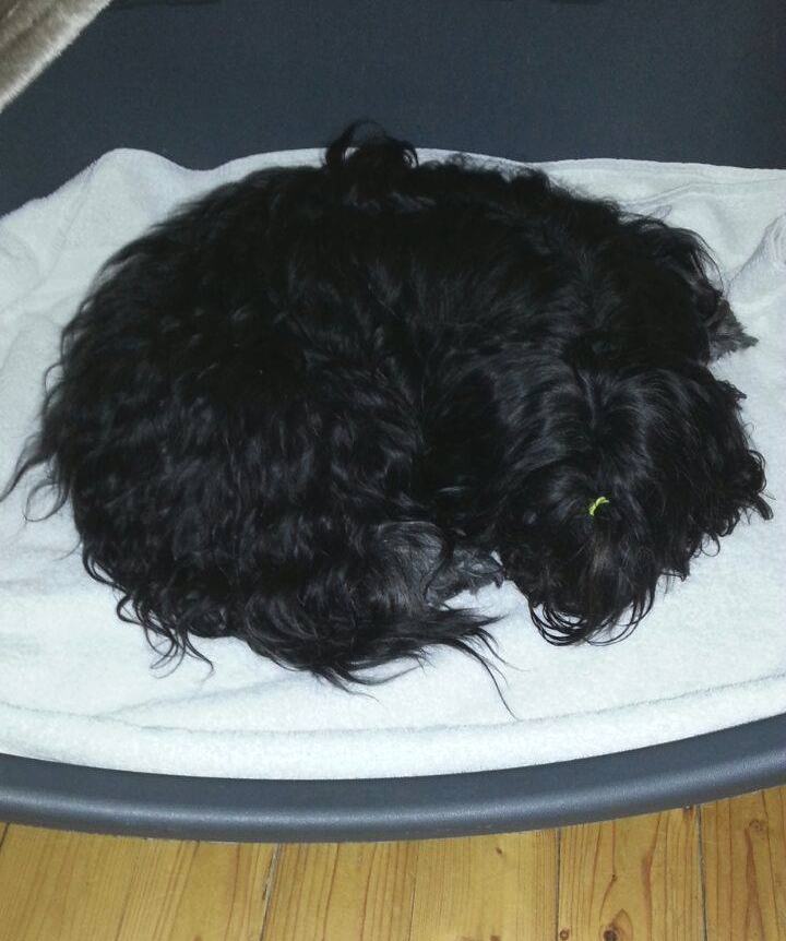 Nala Wurf nach der Geburt