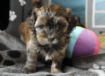 Coco von der Neckartaler Struwwelbande