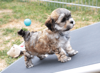 Arya von der Neckartaler Struwwelbande