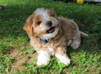 Havaneser Welpe Arya 7 Wochen