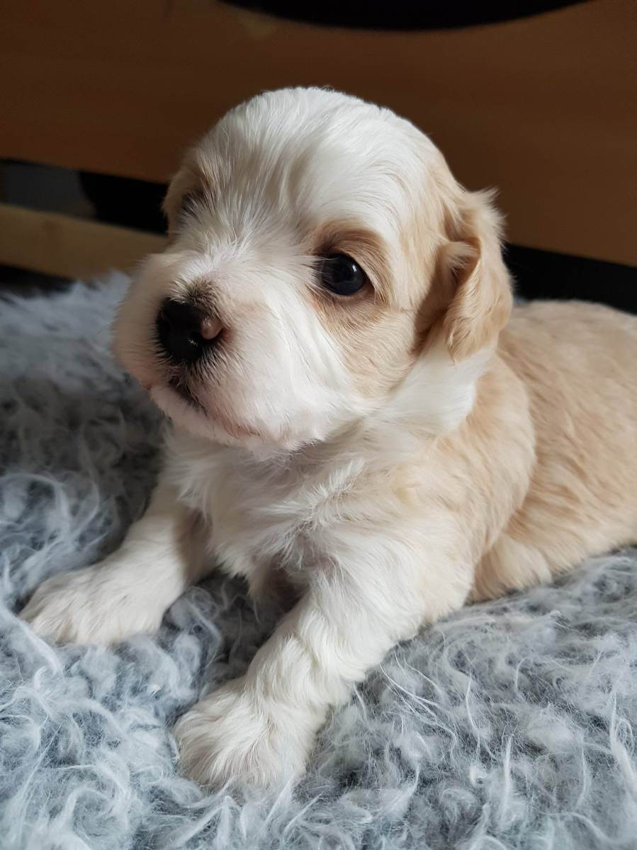 Elvis von der Neckartaler Struwwelbande