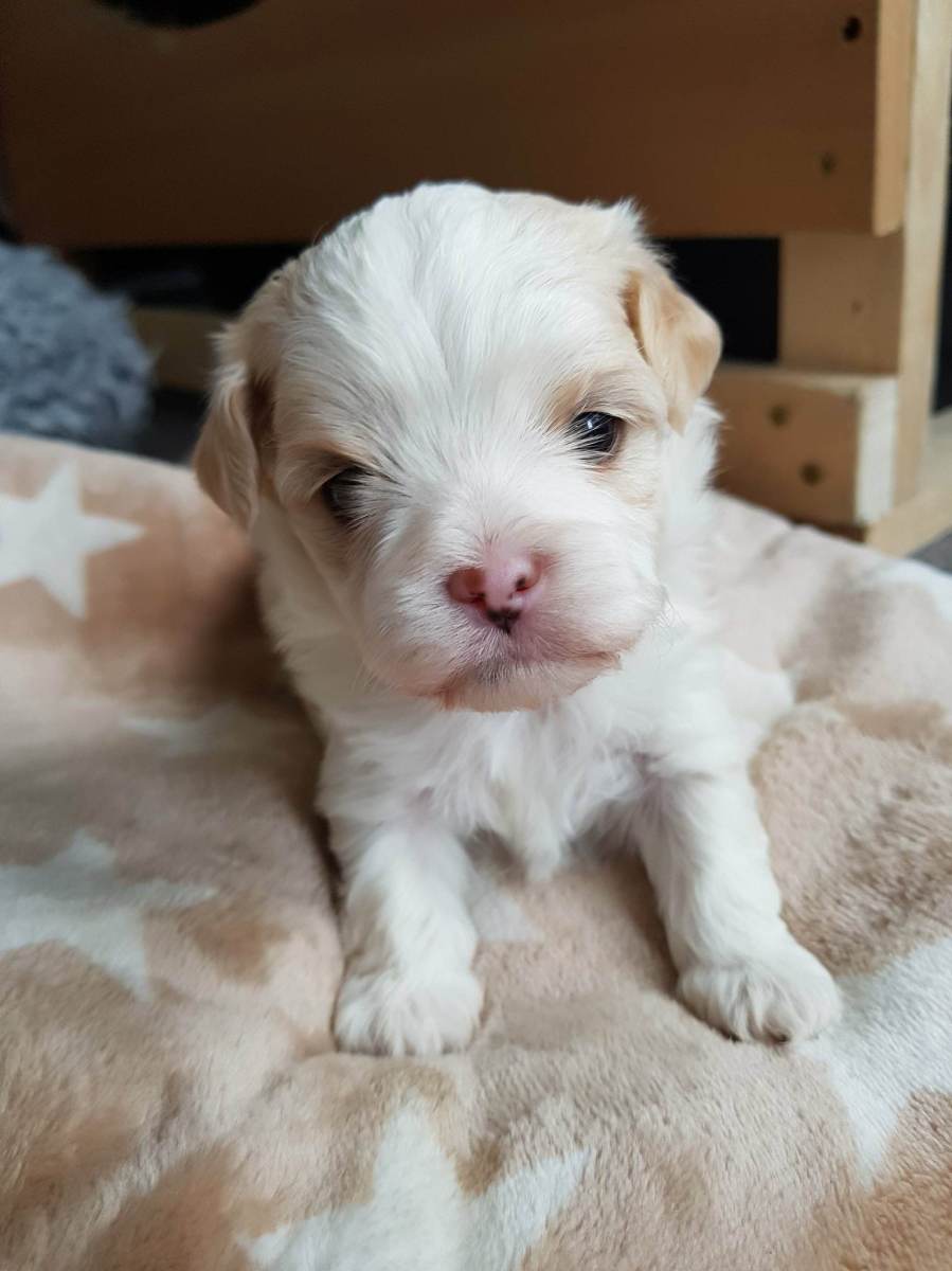 Elmo von der Neckartaler Struwwelbande