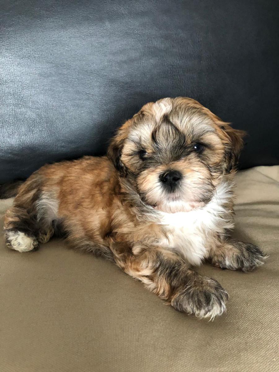 Gismo von den Neckartaler Havaneser